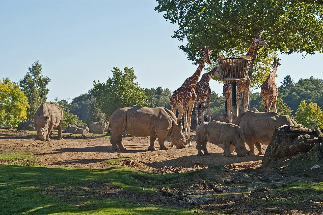 Plaine africaine beauval