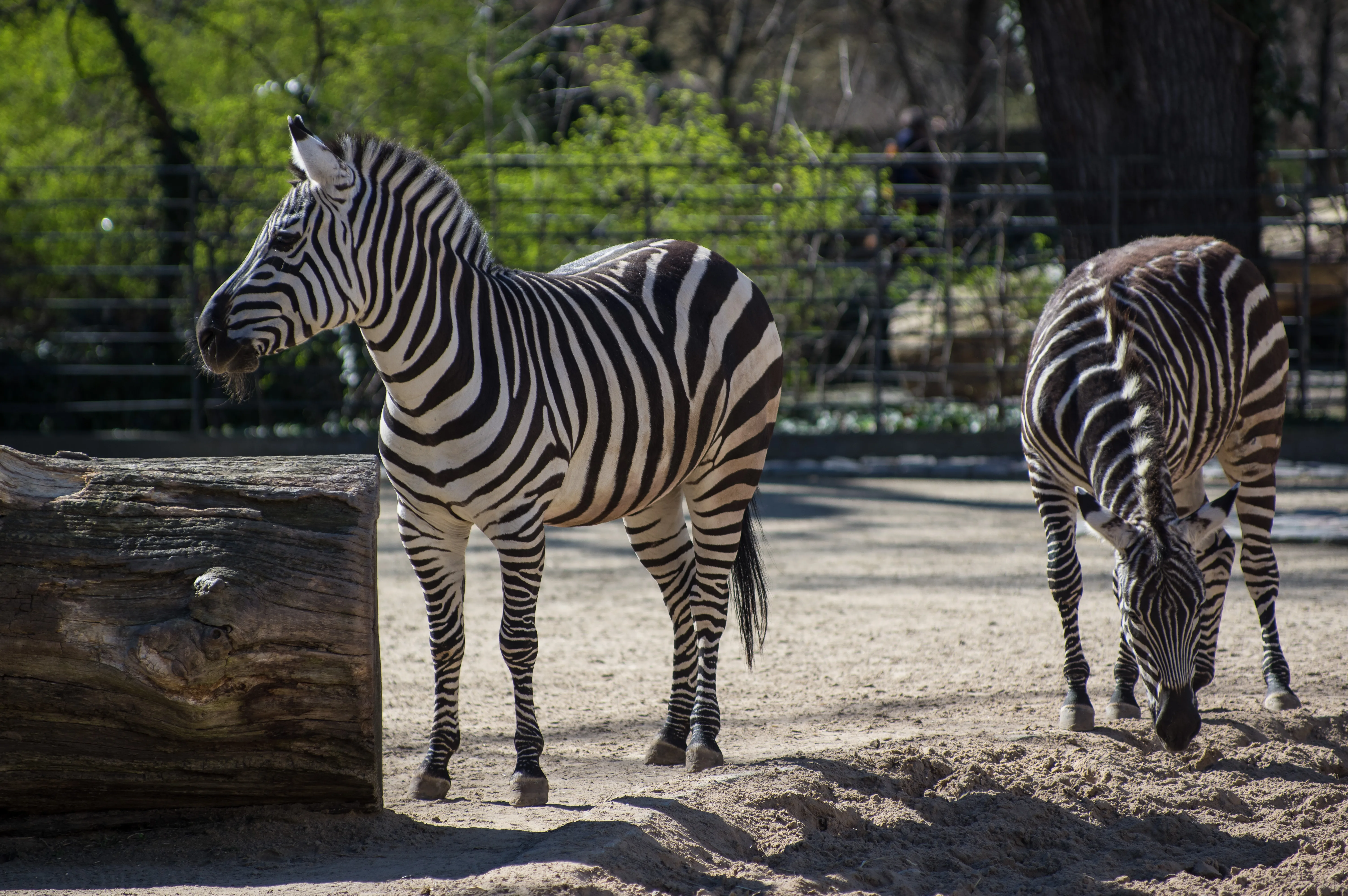 Zebras in Berlin Zoo