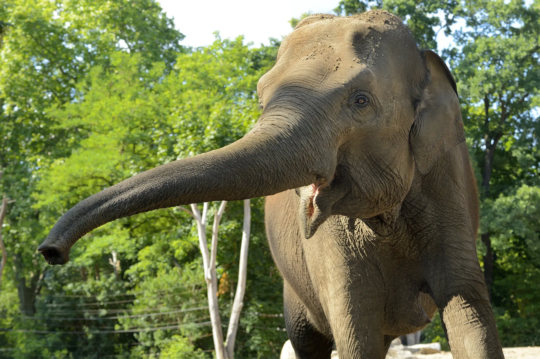 csm Asiatischer Elefant 3180 b62e544b85
