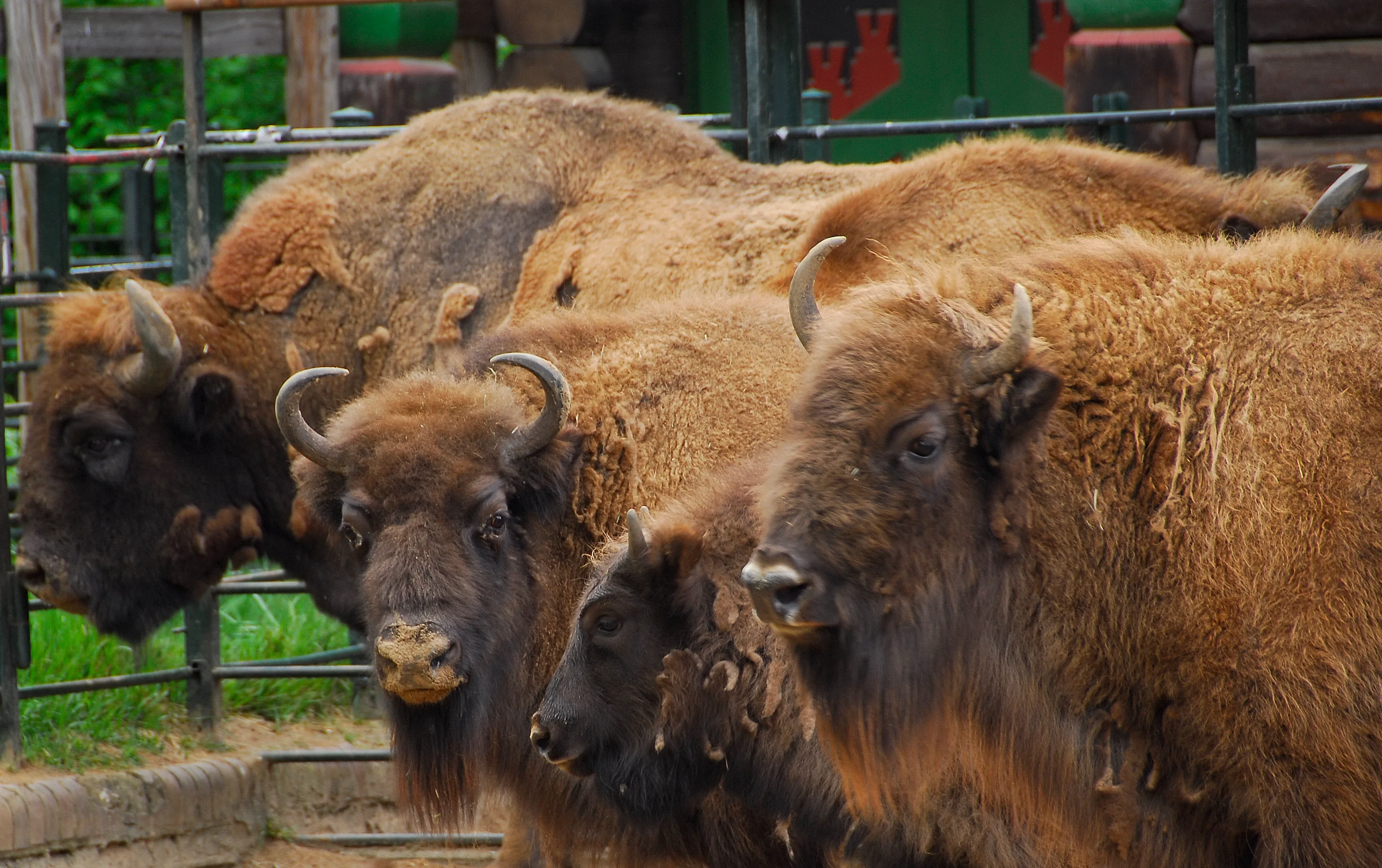 Bisonti at Berlin zoo-2 (2483446140)