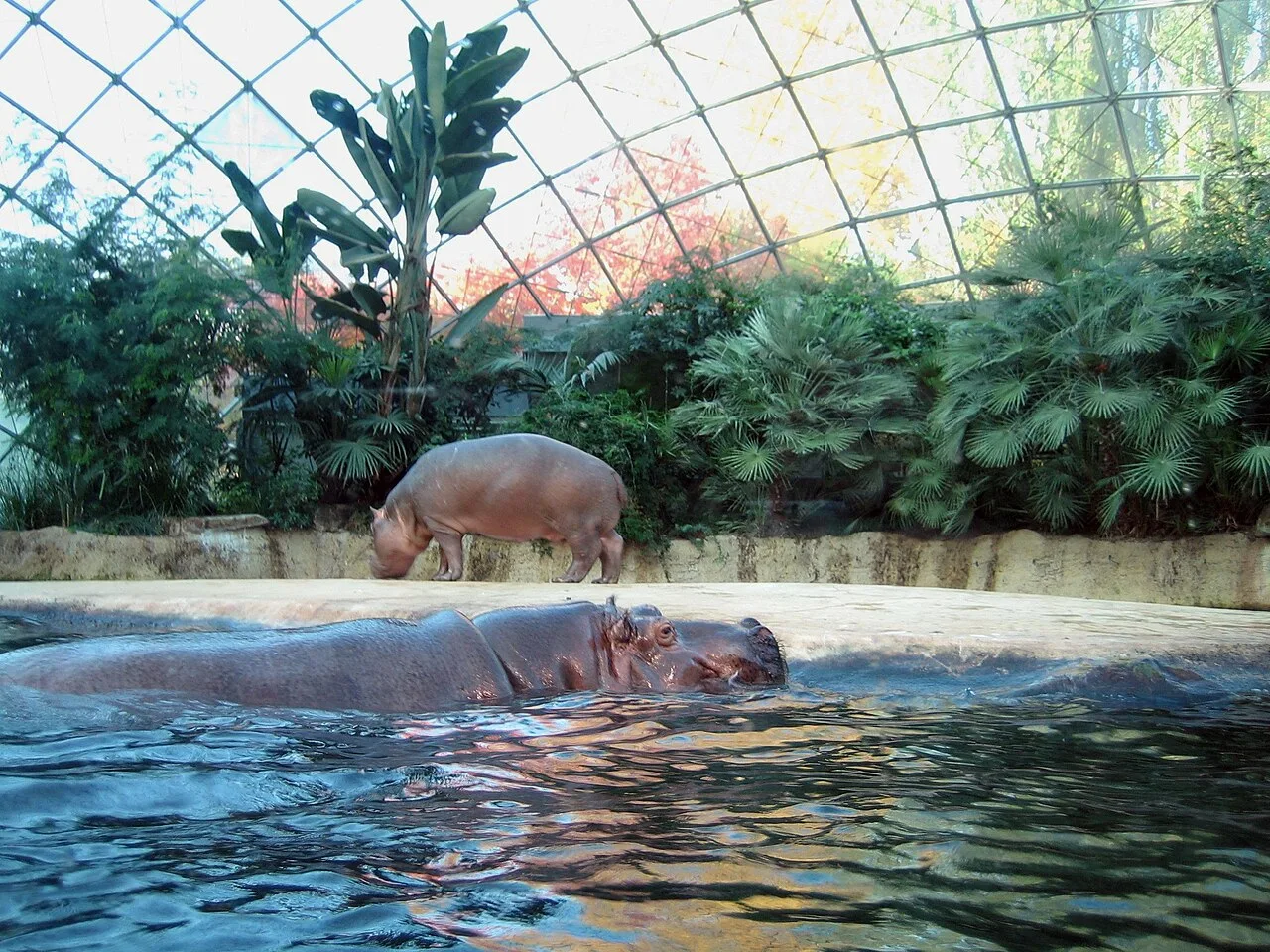 Zoo Berlin Flusspferdhaus innen
