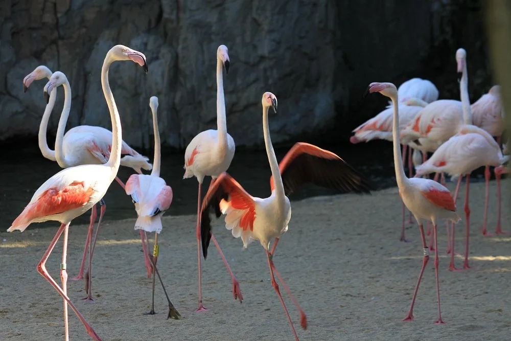 flamingo-frenzy