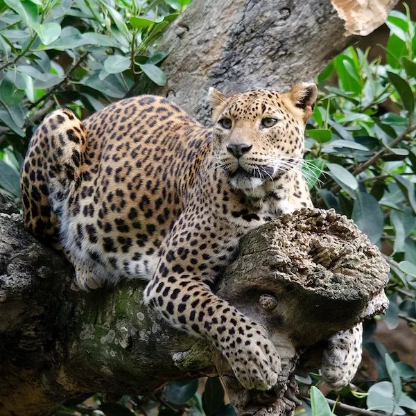 EXPLORA-SELVA-ECUATORIAL-miniatura