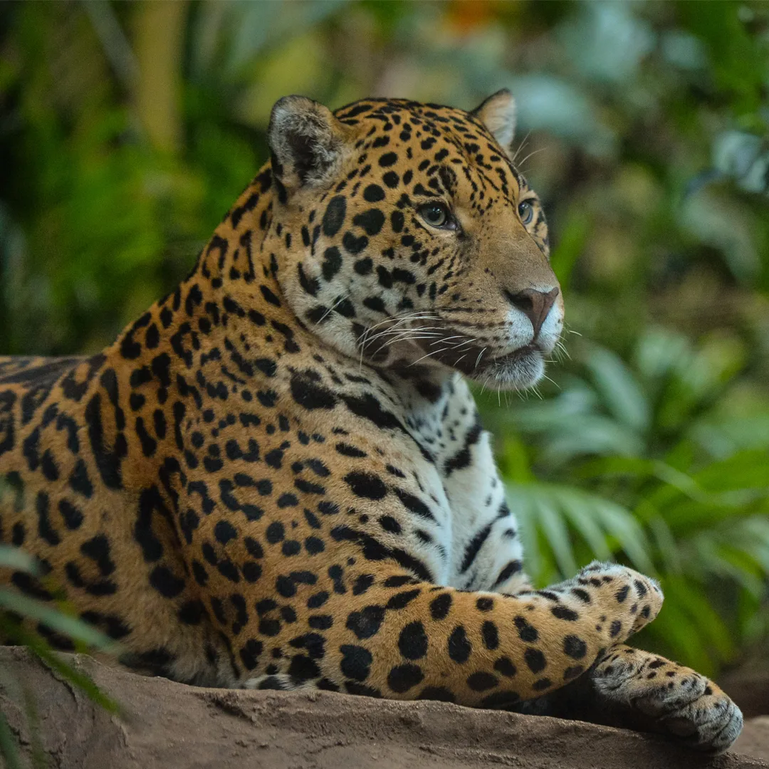 jaguar-at-the-zoo-4