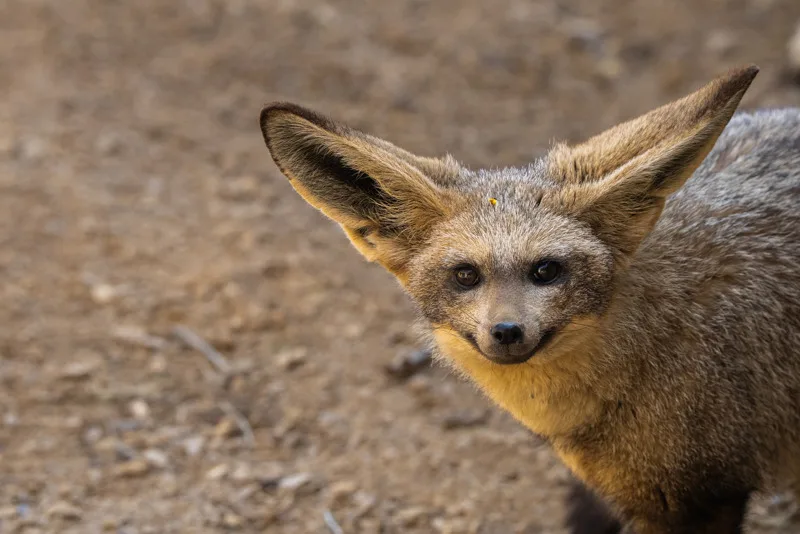 bat-eared-fox-8