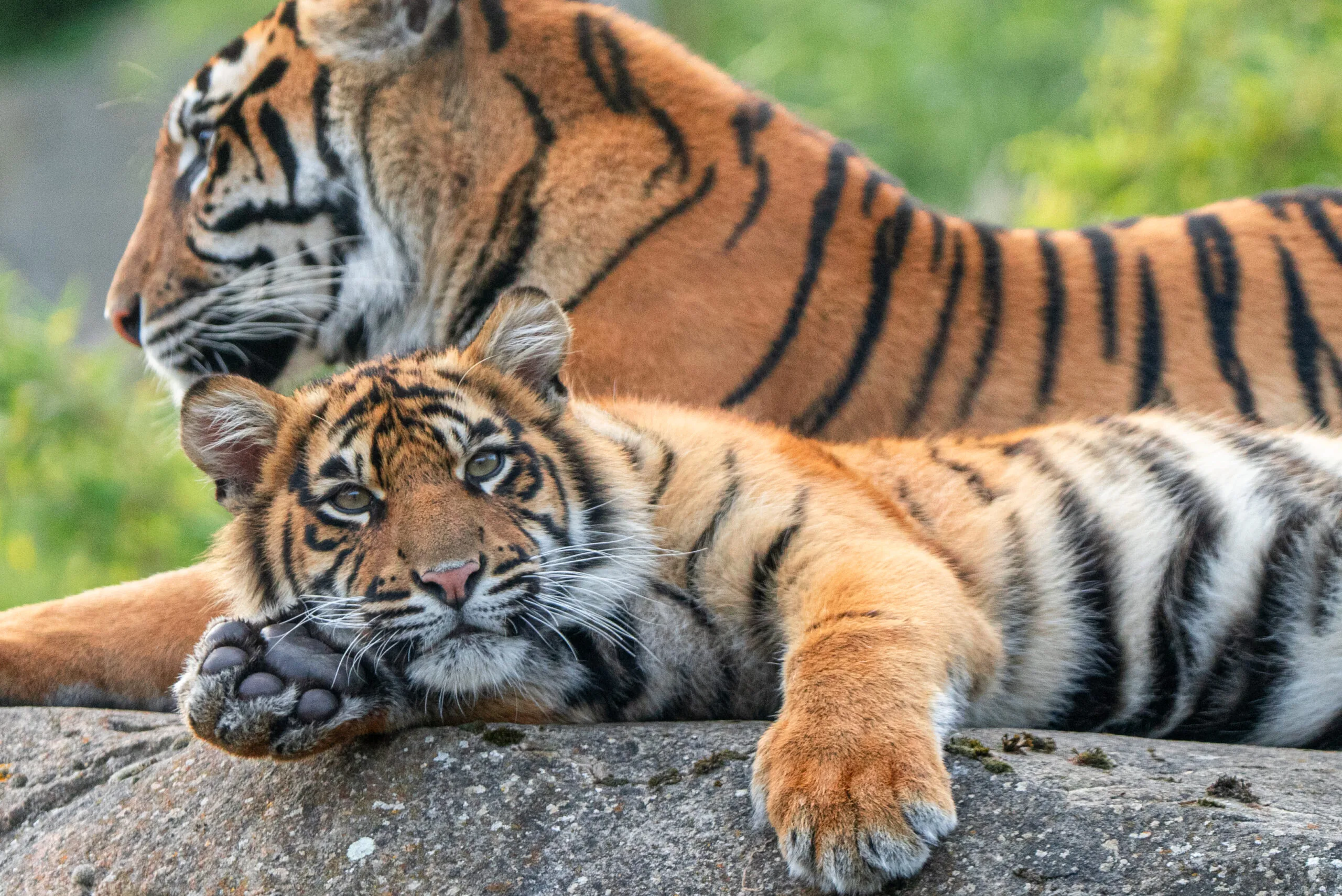 sumatran-tiger-3-scaled