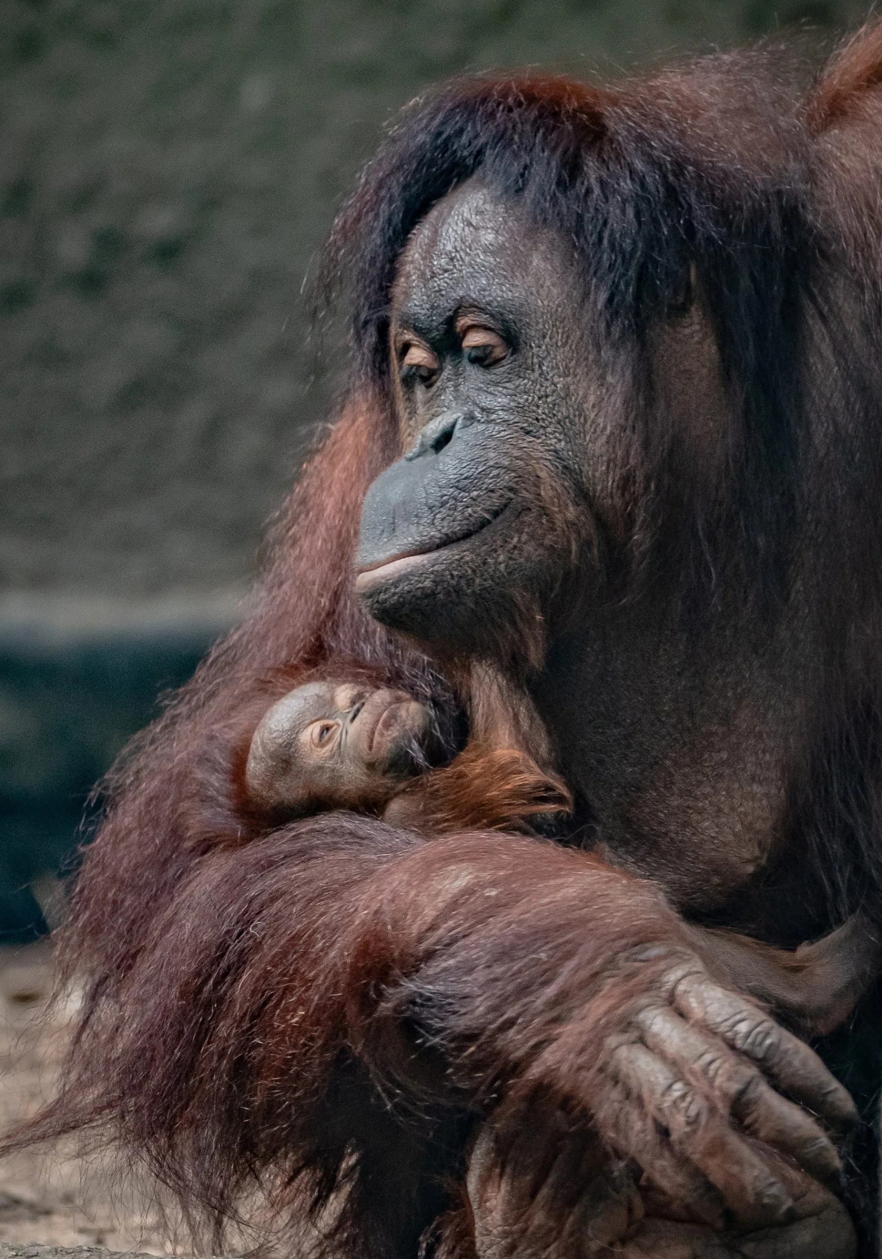critically-endangered-bornean-orangutan-is-born-to-mum-leia-at-chester-zoo-2