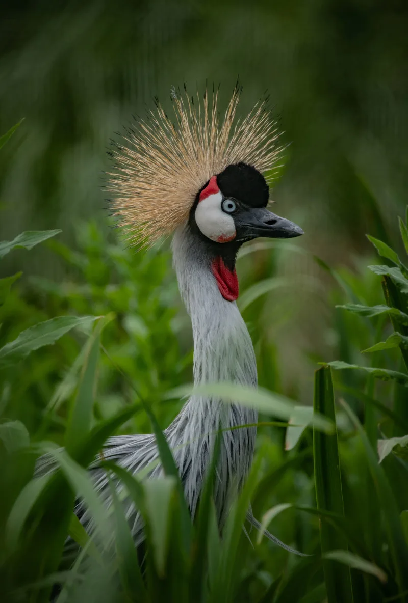 grey-crowned-crane-4