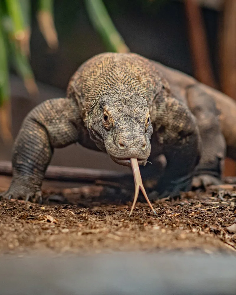 komodo-dragon-6