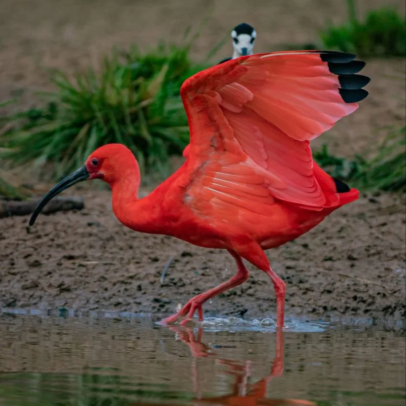 scarlet-ibis-2