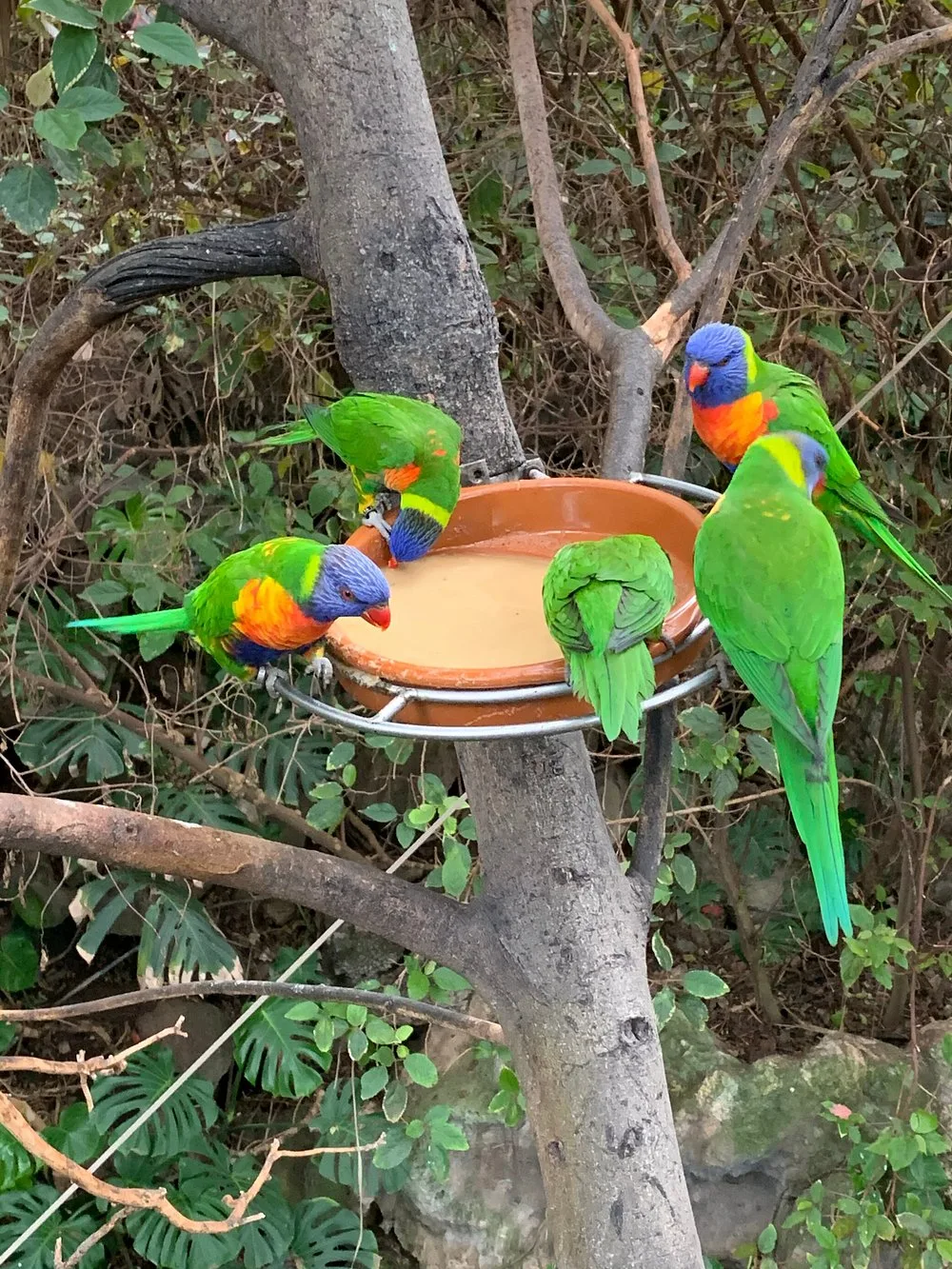 loro-parque-direct-eintrittska
