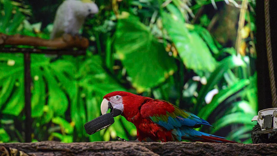 loro-parque-loros