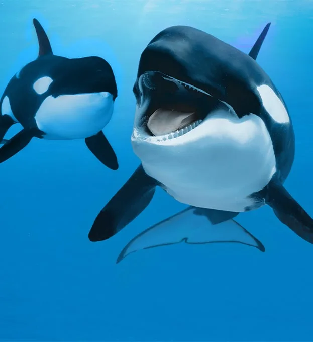 sponsor-orcas-2-min