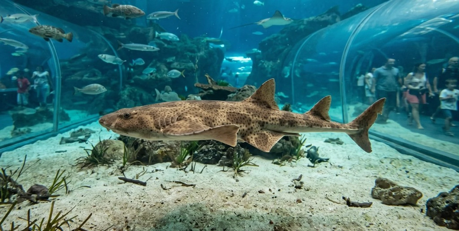 Oceanogràfic València