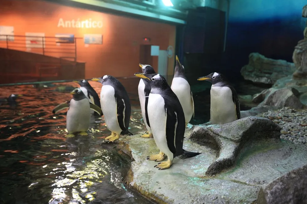 pinguinos