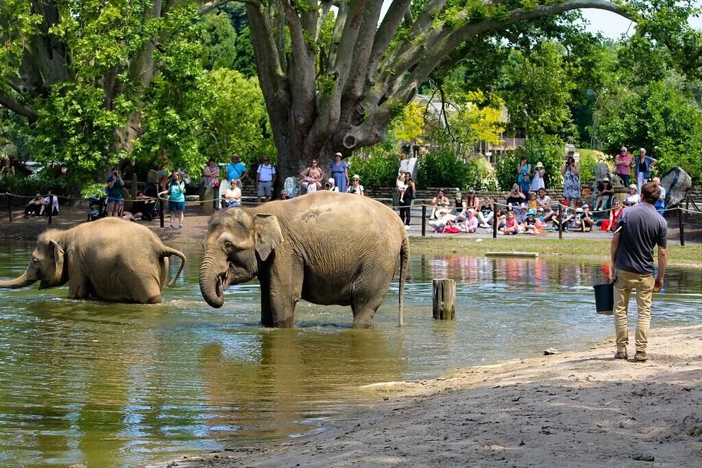 le-bain-des-elephants