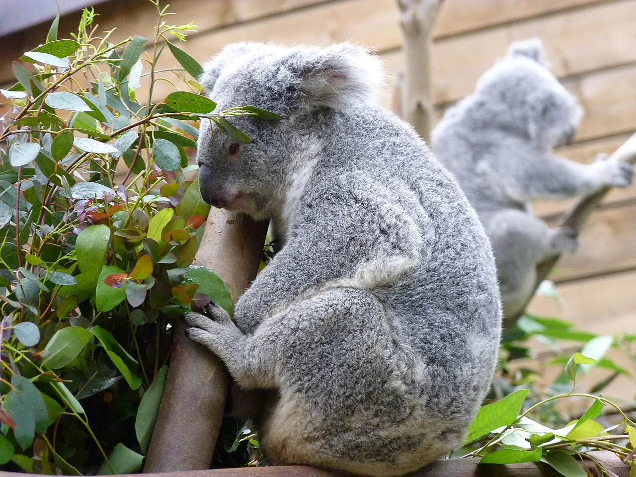 Pairi Daiza 2016, koala