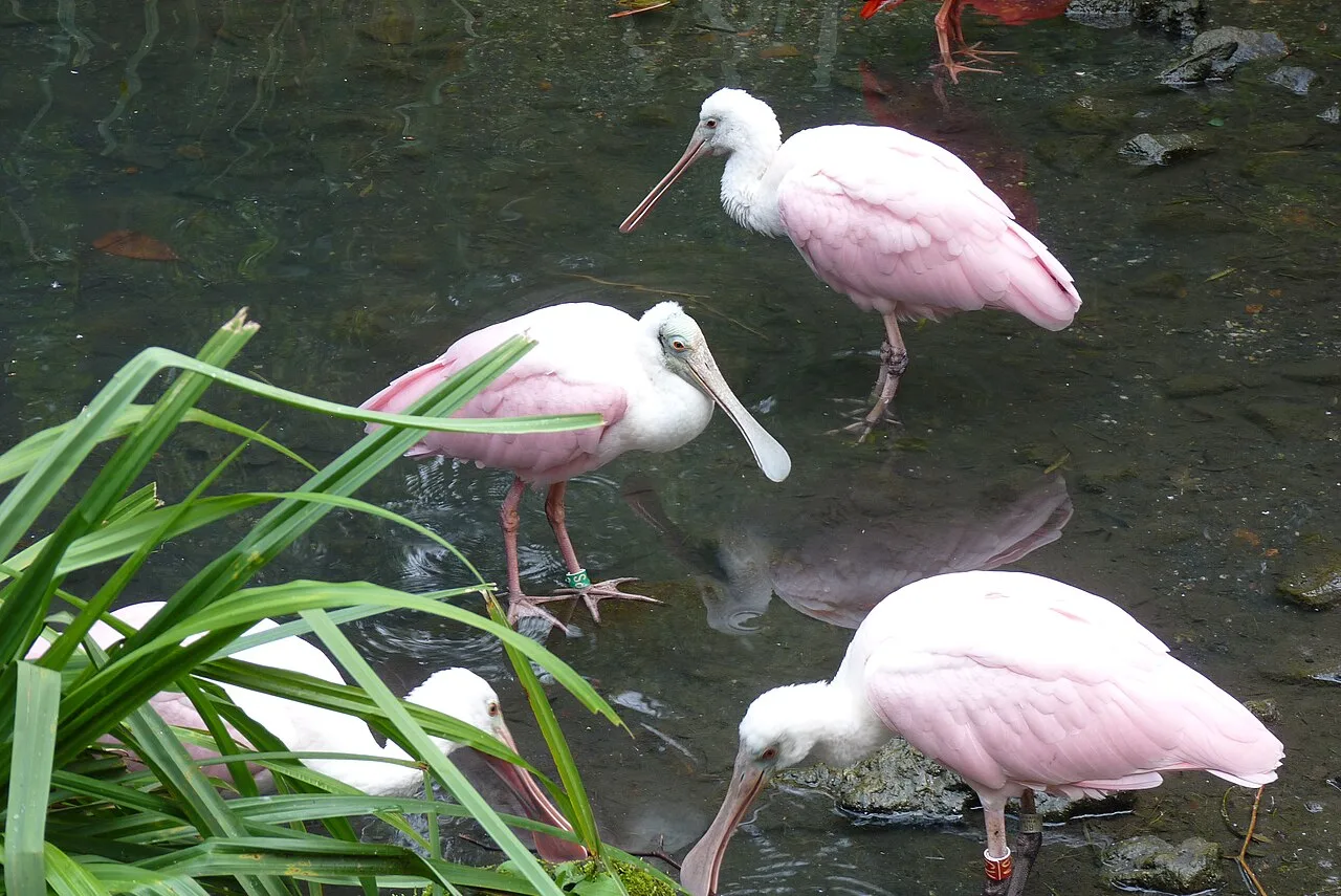 Pairi Daiza 2014,Roze Lepelaar