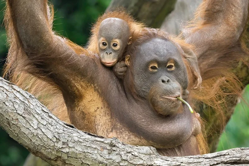 ts orang utan
