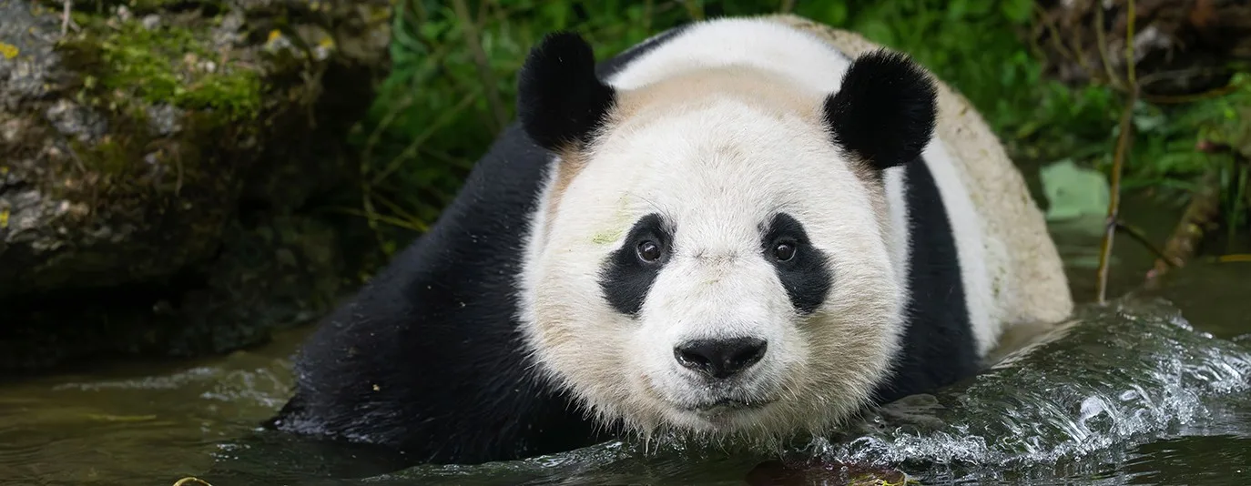 header panda badend hero wide 1374