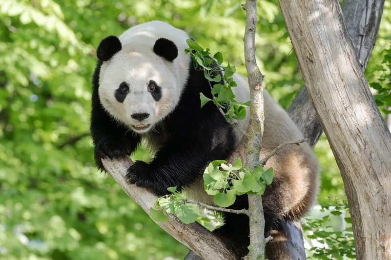 fb pandaweibchen 02052026