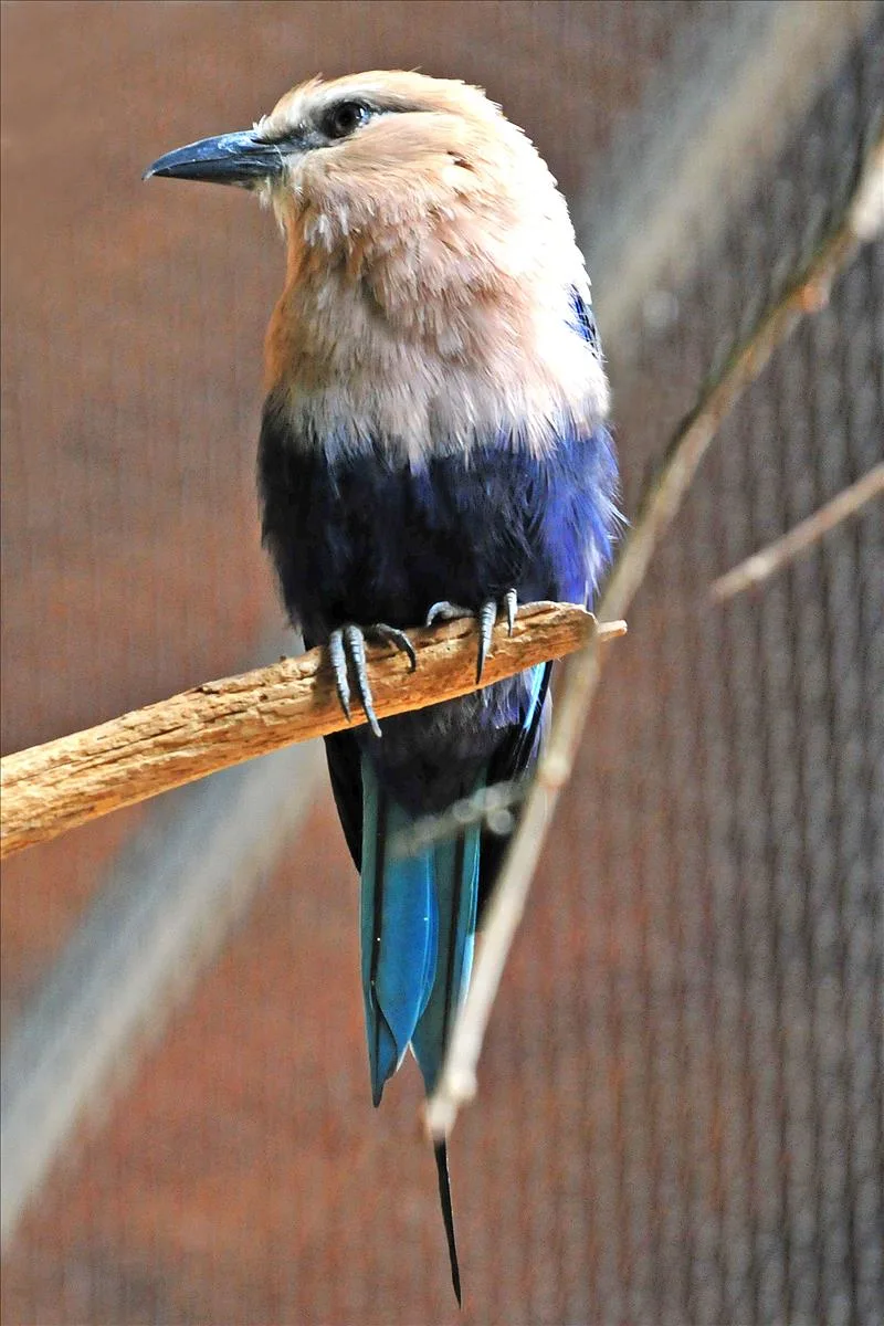 20180606112722677BlueBelliedRoller