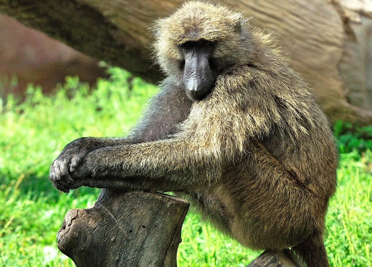 20190417021424539OliveBaboon2