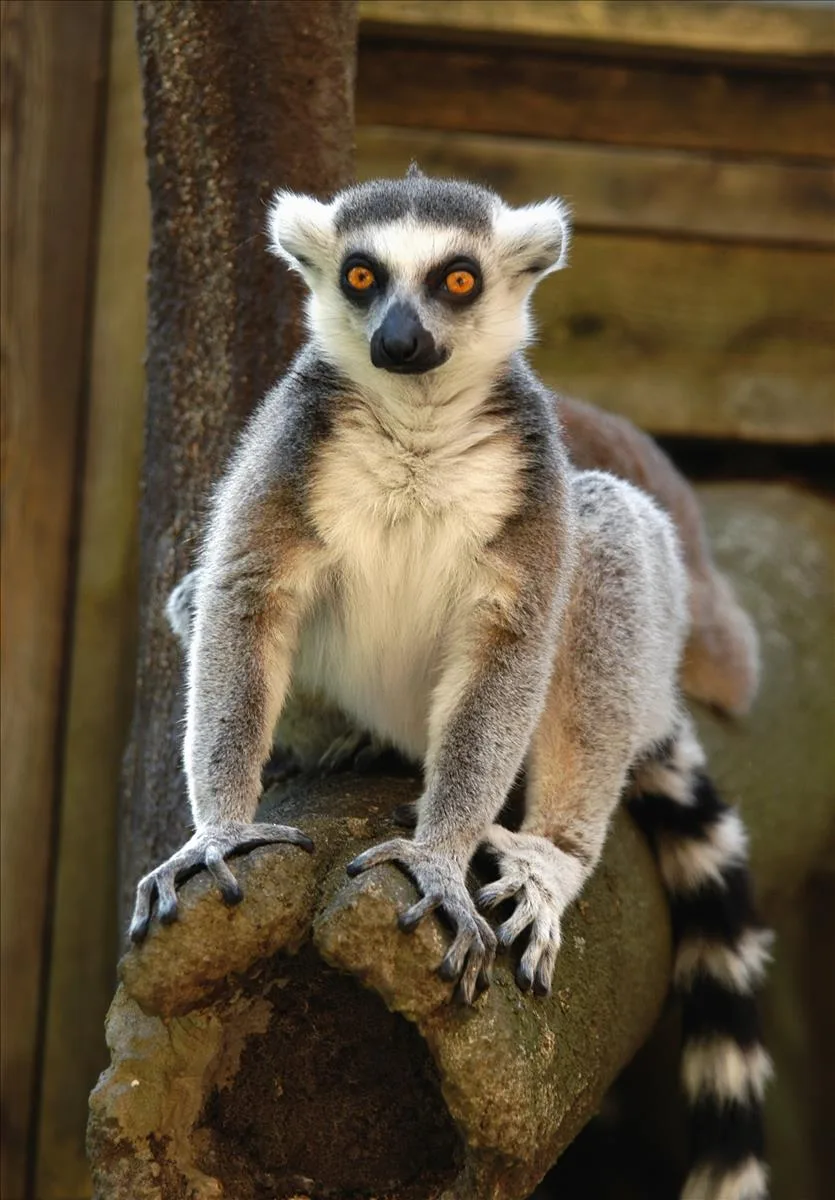 20190415031153910RingTailedLemur2