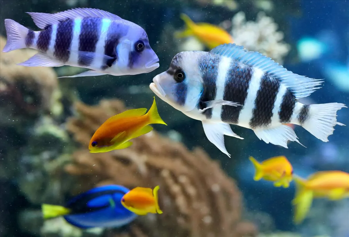 20190416033639288Colorfulcichlidfromlakemalawi