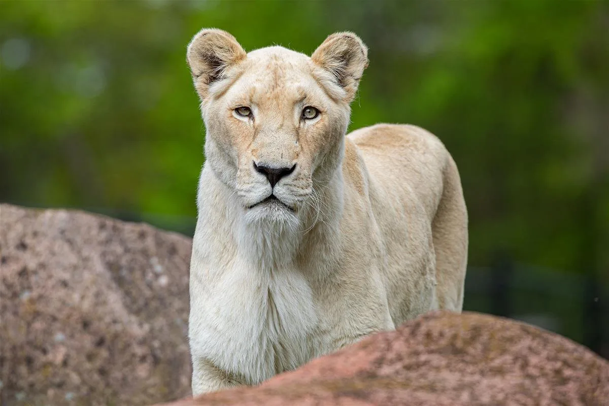 20251215093330591lion1X2A9228